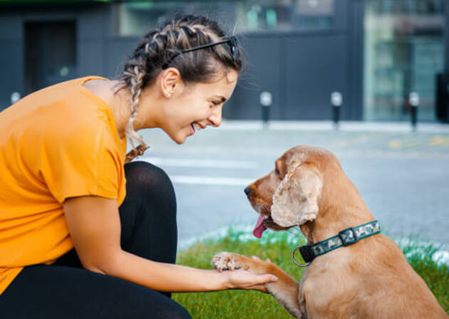 pets shop in kovilambakkam