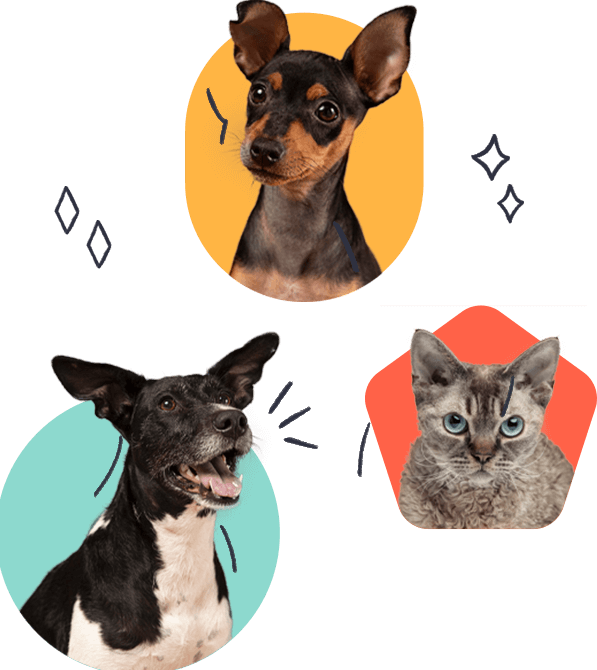 pet grooming petspal